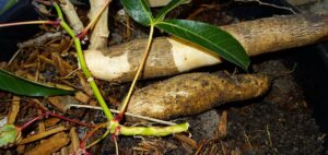 Cassava variety MCol 1468 storage root
