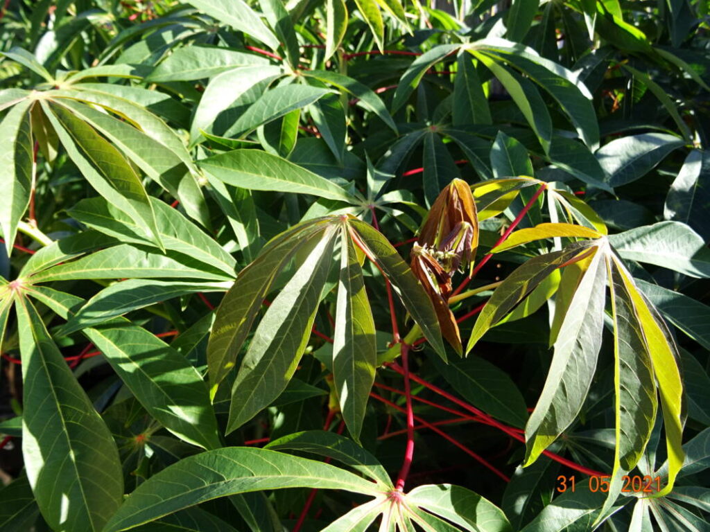 Cassava variety TMS 50395